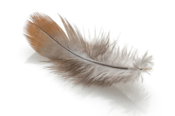 Feather