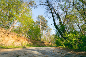 Warm sunset light into green forest