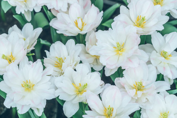 Colorful Tulips,Garden flowers in Shanghai,China.
