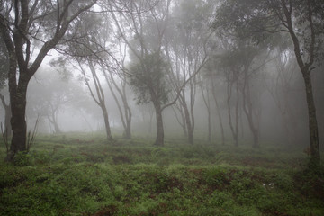 landscape of misty wood in mountains