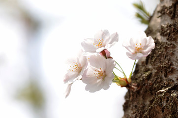 桜