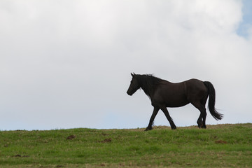 Fototapeta na wymiar horses in field 