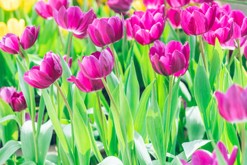 Colorful Tulips,Garden flowers in Shanghai,China.