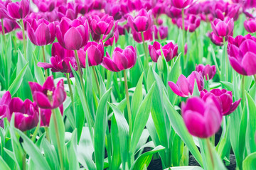 Colorful Tulips,Garden flowers in Shanghai,China.
