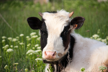 young bull grazing on a meadow in the village