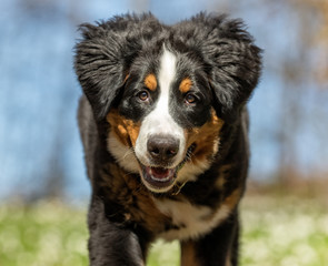 Berner sennen dog