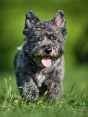 Cairn terrier dog