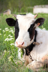 Obraz premium young bull grazing on a meadow in the village