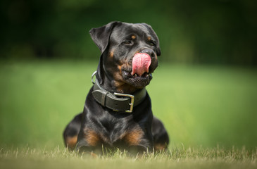 Dog outdoors in nature