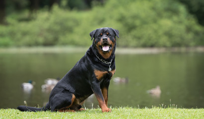 Rottweiler dog