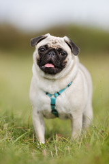 Obraz premium Mops dog