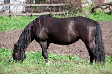 Fototapeta premium Czarny koń pasący się na łące we wsi