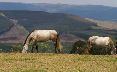 horses in field 