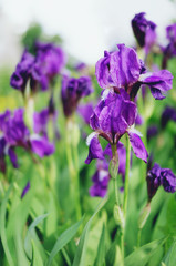 Violet iris flowers