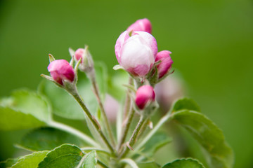 apple blossoms as background close up macro