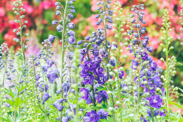 Obraz premium Lavender field in bloom,view of formal garden.