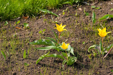 Yellow of tulips on the flowerbed.