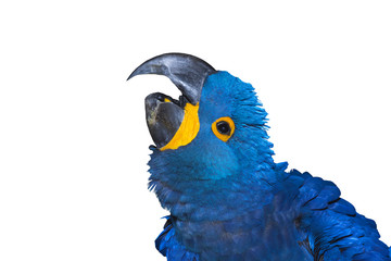 Harlequin Macaw Head Close – up © chamnan phanthong