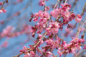 しだれ桜