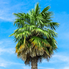 Palm tree