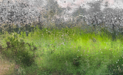 Moss and mold on wall