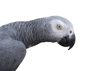 Bird, African grey parrot isolated on white background