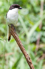 Common fiscal bird