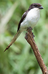 Common fiscal perched on a stick