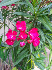 Nerium oleander