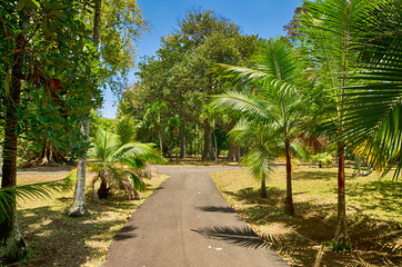 Fototapeta na wymiar Pamplemousses botanical garden, Mauritius