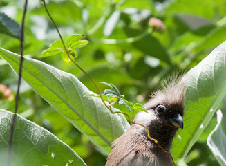 Speckled mousebird peering through bush