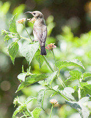 Variable sunbird on flowering bush