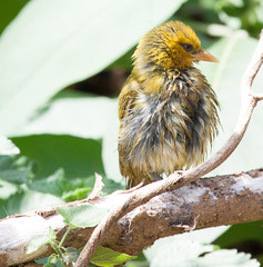 Yellow weaver bird in forest
