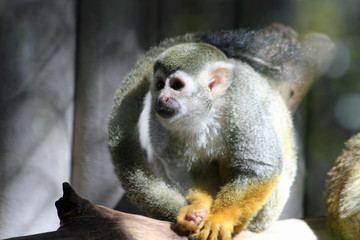 TIERE_2250_Affe_gewoehnliches_Totenkopfaeffchen