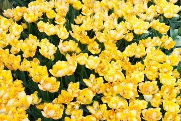 Tulip Aquila. A sort of tulip. © adidas4747