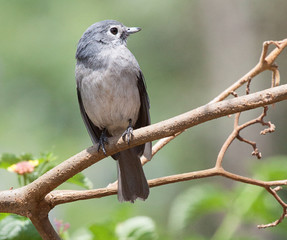 White-eyed slaty flycatcher perched on branch