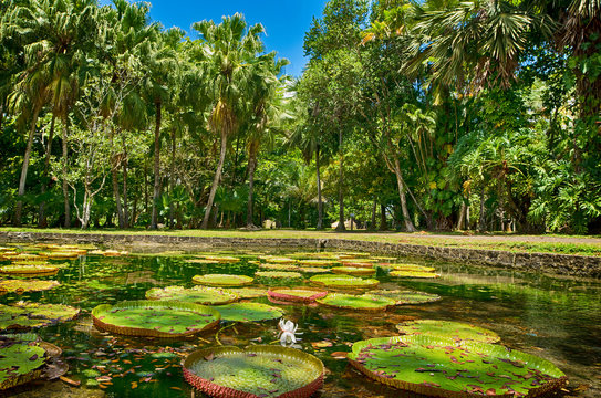 Sir Seewoosagur Ramgoolam Botanical Garden, Victoria Amazonica Giant Water Lilies, Mauritius