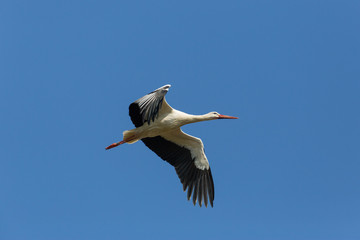 Flying white stork (Ciconia ciconia) in blue sky