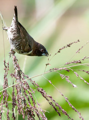 Bronze mannikin eating grass seeds