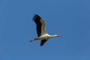 Fototapeta na wymiar Flying white stork (Ciconia ciconia) in blue sky