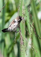 Bronze mannikin on grass eating seeds