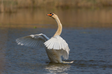 portrait of mute swan (Cygnus olor) cleaning plumage