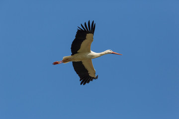 Flying white stork (Ciconia ciconia) in blue sky