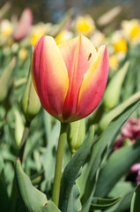 tulipes jaune et orange dans un jardin public