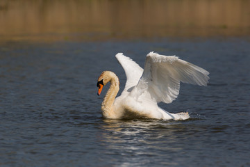Fototapeta premium portrait of mute swan (Cygnus olor) cleaning plumage