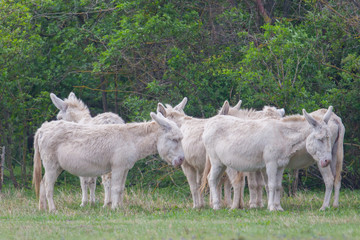 white donkeys standing in meadow