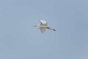 great white egret (Egretta alba) during flight in blue sky