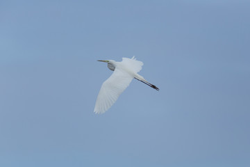 great white egret (Egretta alba) during flight in blue sky