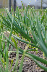 Garlic growing on the soil on the farm
