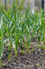 Obraz premium Garlic growing on the soil on the farm